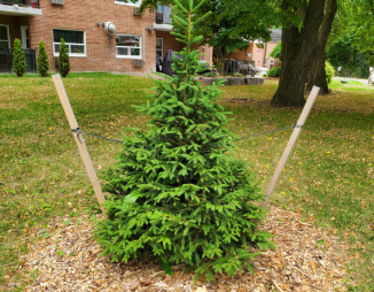 © 2025 LEAF white spruce planted at Housing York property in 2025