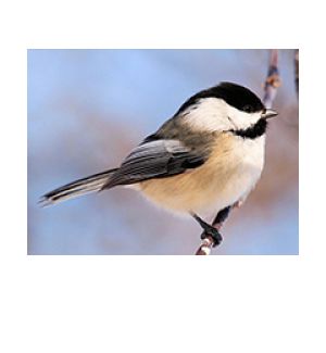 © 2011 Alain Wolf Chickadee perching on a branch