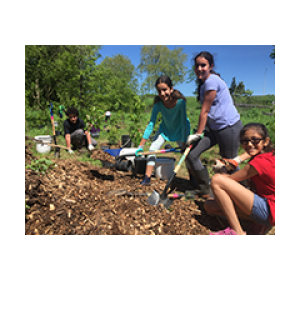 Four teenagers collecting mulch from a pile