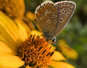 butterfly on smooth ox-eye
