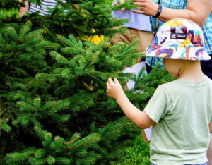 Young boy looking at a spruce tree at a tree tour
