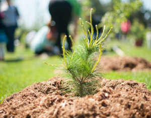 newly planted tree at a LEAF planting event