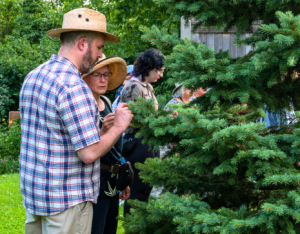 two people looking at an evergreen tree on a tree tour