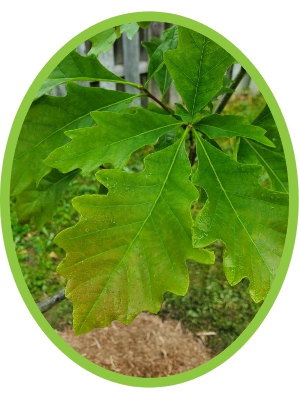 Swamp white oak leaves(©2016 Brenna Anstett / LEAF)