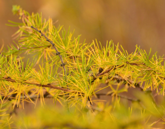 fall foliage of tamarack
