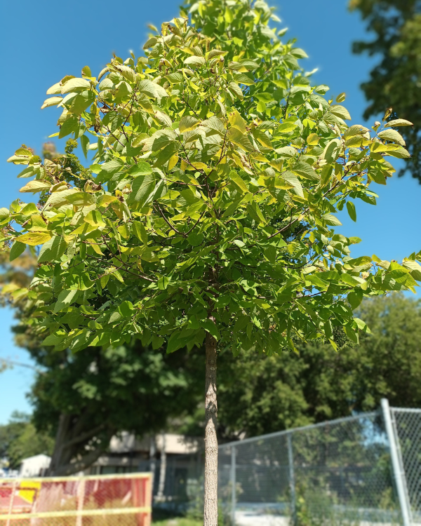 Hackberry tree cared for by Jason Sinclair.
