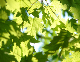 © 2023 LEAF close up image of maple tree leaves on a tree