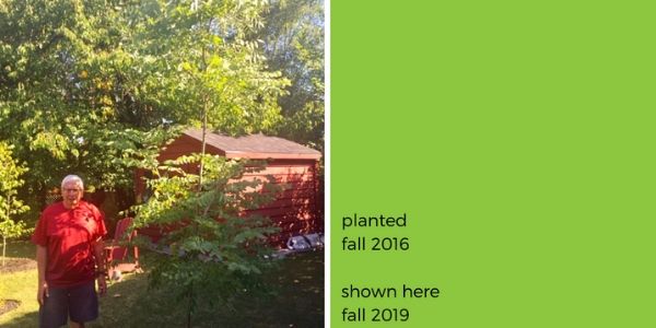 Colin next to Kentucky coffee tree, reads: planted fall 2016, shown here fall 2019(© 2019 Adriana Rezai-Stevens / LEAF)