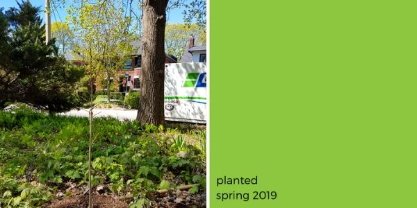 Recently planted young pawpaw tree in front of a house. Reads: planted spring 2019(© 2019 Adriana Rezai-Stevens / LEAF)