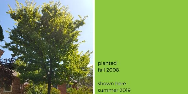 Tall hackberry next to a house. Reads: planted fall 2008, shown here summer 2019(© 2019 Adriana Rezai-Stevens / LEAF)