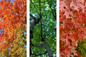 © 2016 Brenna Anstett Three panels with different tree canopies(© 2016 Brenna Anstett)