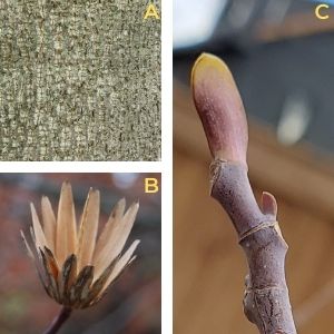 Collage of tulip tree features