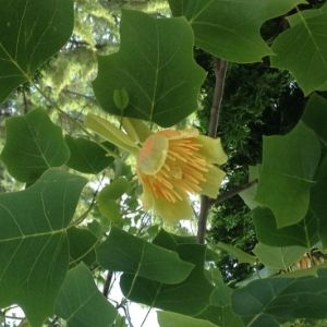 Flower of the tulip tree(© Colleen Cirillo)