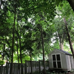 Tall, lush, green trees that make a backyard look like a forest(© 2019 Michelle Bourdeau)