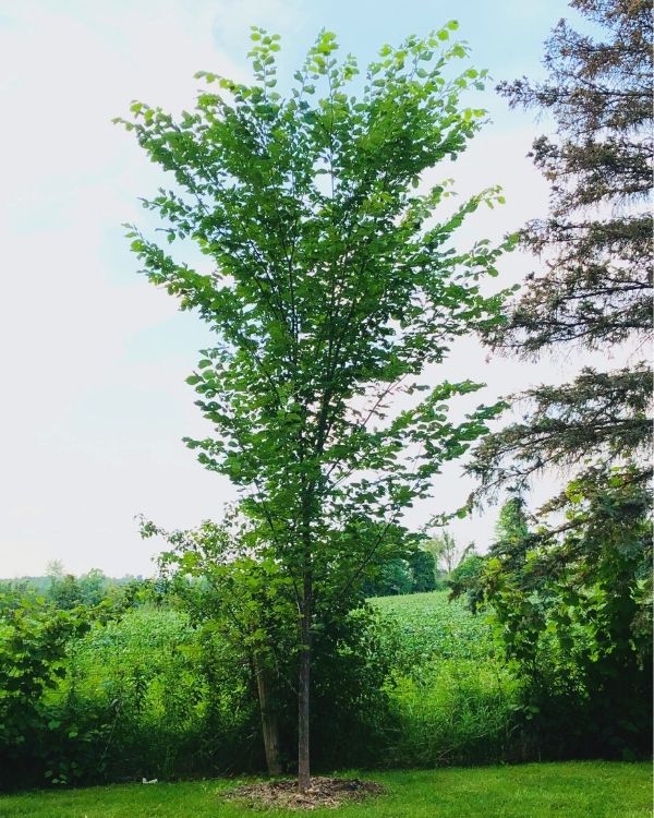 Elm tree(©2021 Lynn Slaney)