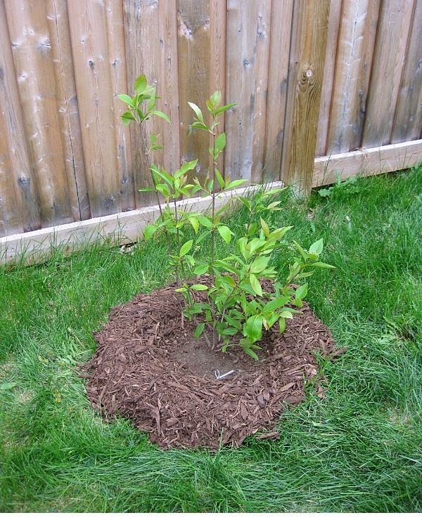 A newly planted northern wild raisin shrub(©2015 Brenna Anstett / LEAF)