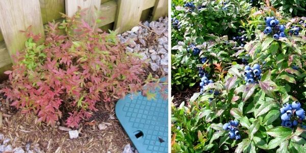 A mature lowbush blueberry shrub (left) and lowbush blueberry fruit (right)(©2015 Brenna Anstett / LEAF; ©2006 Jeff Dumais)