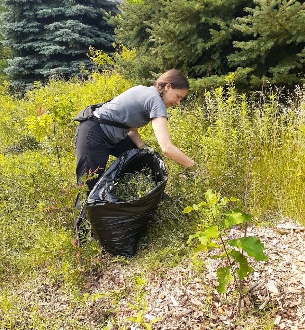 Volunteer removing invasive species(©2021 Brian Millward / LEAF)
