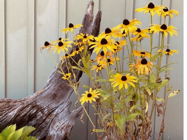 Rudbeckia(©2021 Lynn Slaney)