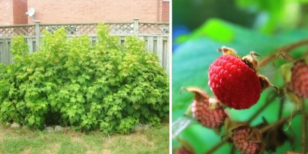 A mature purple flowering raspberry shrub (left) and close up of its fruit (right)(©2016 Brenna Anstett / LEAF; ©2016 Brenna Anstett / LEAF)