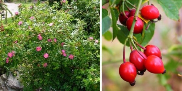 A mature pasture rose shrub (left) and close up pasture rose fruit (or rosehips) (right)(©2016 Brenna Anstett / LEAF)
