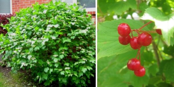 A mature highbush cranberry shrub (left) and close up of its fruit (right)(©2016 Brenna Anstett / LEAF; ©2016 Wendy Strictland)