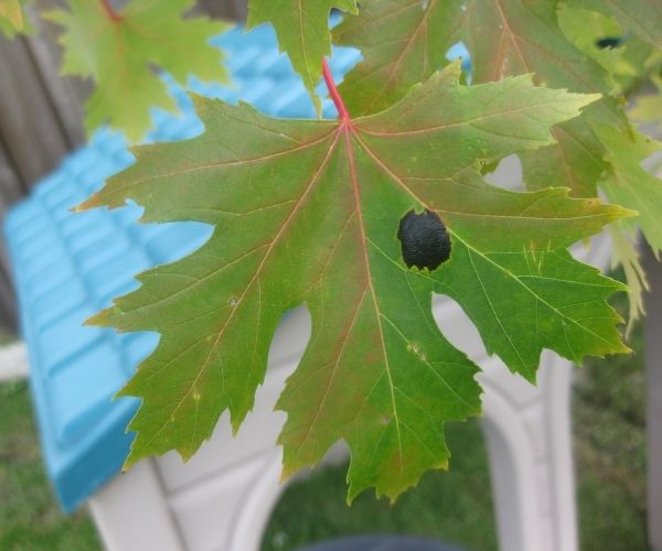 Black tar spot on maple leaf(©2017 Brenna Anstett / LEAF)