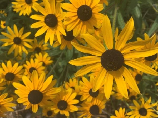 Black eyed susan(©2019 Kaja MacDonald / LEAF)