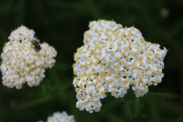 Yarrow flower(© 2016 Brenna Anstett / LEAF)