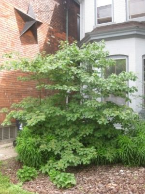 pagoda dogwood next to house(© 2016 Brenna Anstett / LEAF)