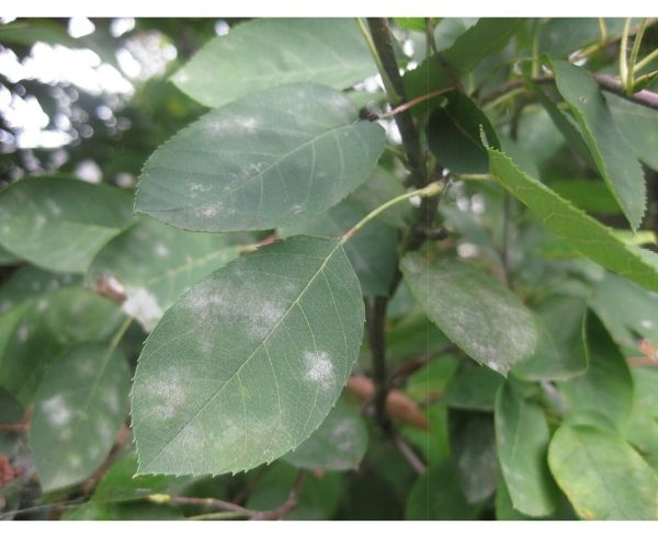 powdery mildew on a serviceberry leaf(©2015 Brenna Anstett / LEAF)