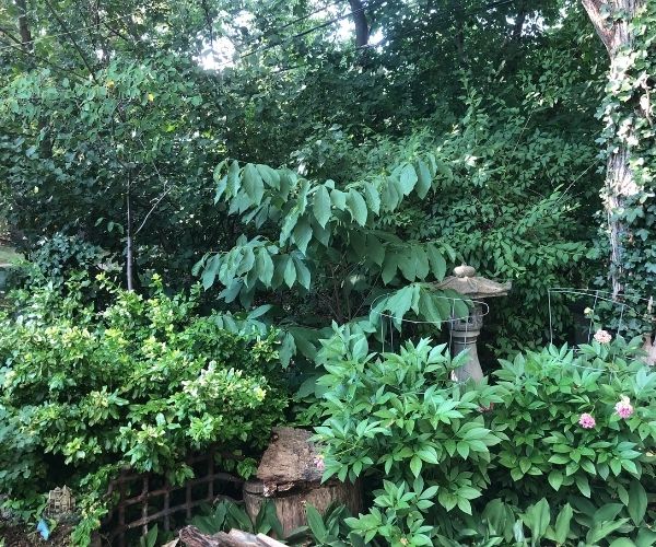 Chris's garden with various native species(© 2021 Chris Chopik)