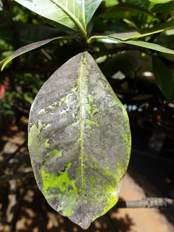 Leaf affected by sooty mold(©2016 Scot Nelson)