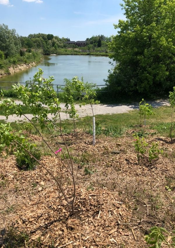 Newly planted trees in front of a pond(©2021 Simran Mehmi / LEAF)