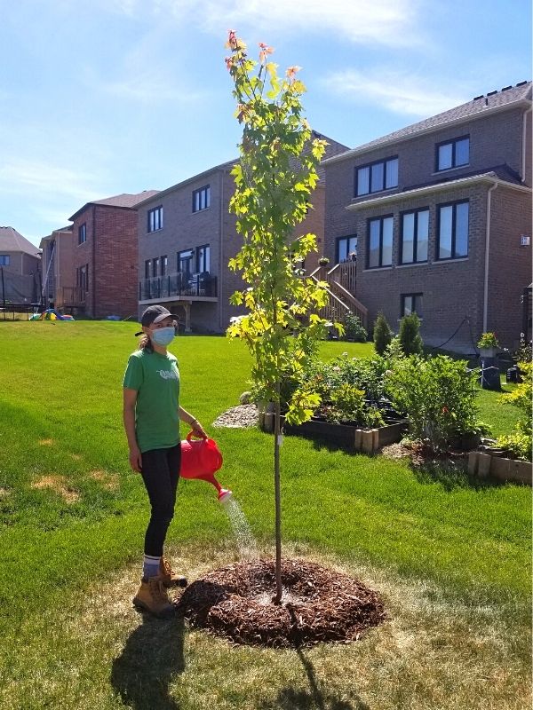 Rachel watering a Freeman Maple(©2021 Brenna Anstett / LEAF)