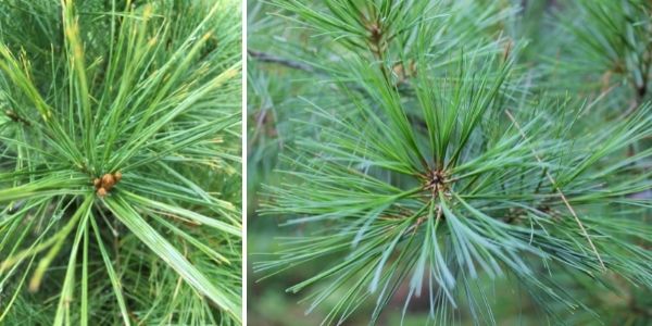 White pine needles(© 2015 Brenna Anstett / LEAF; 2016 Brenna Anstett / LEAF)