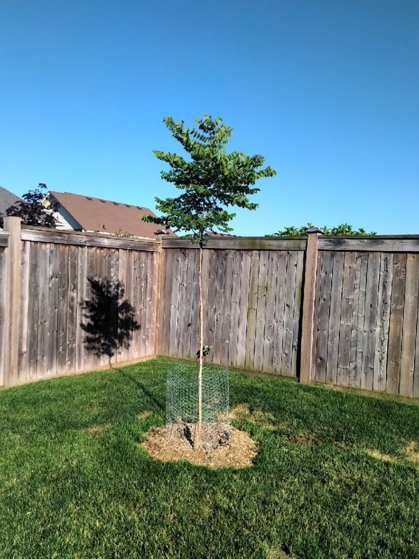 Kentucky coffee tree with chicken wire fencing(©2021 Kim Cheston)