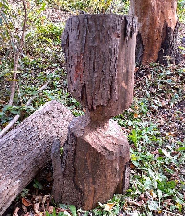 Tree trunk chewed by beavers(© 2021 Brian Millward / LEAF)