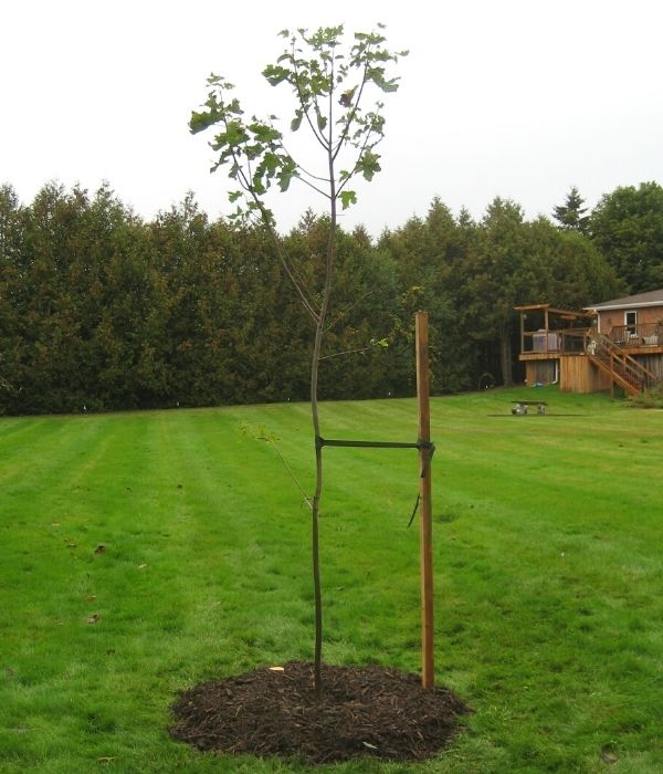 Example of a tree staked in really wet soil(©2017 Brenna Anstett / LEAF)