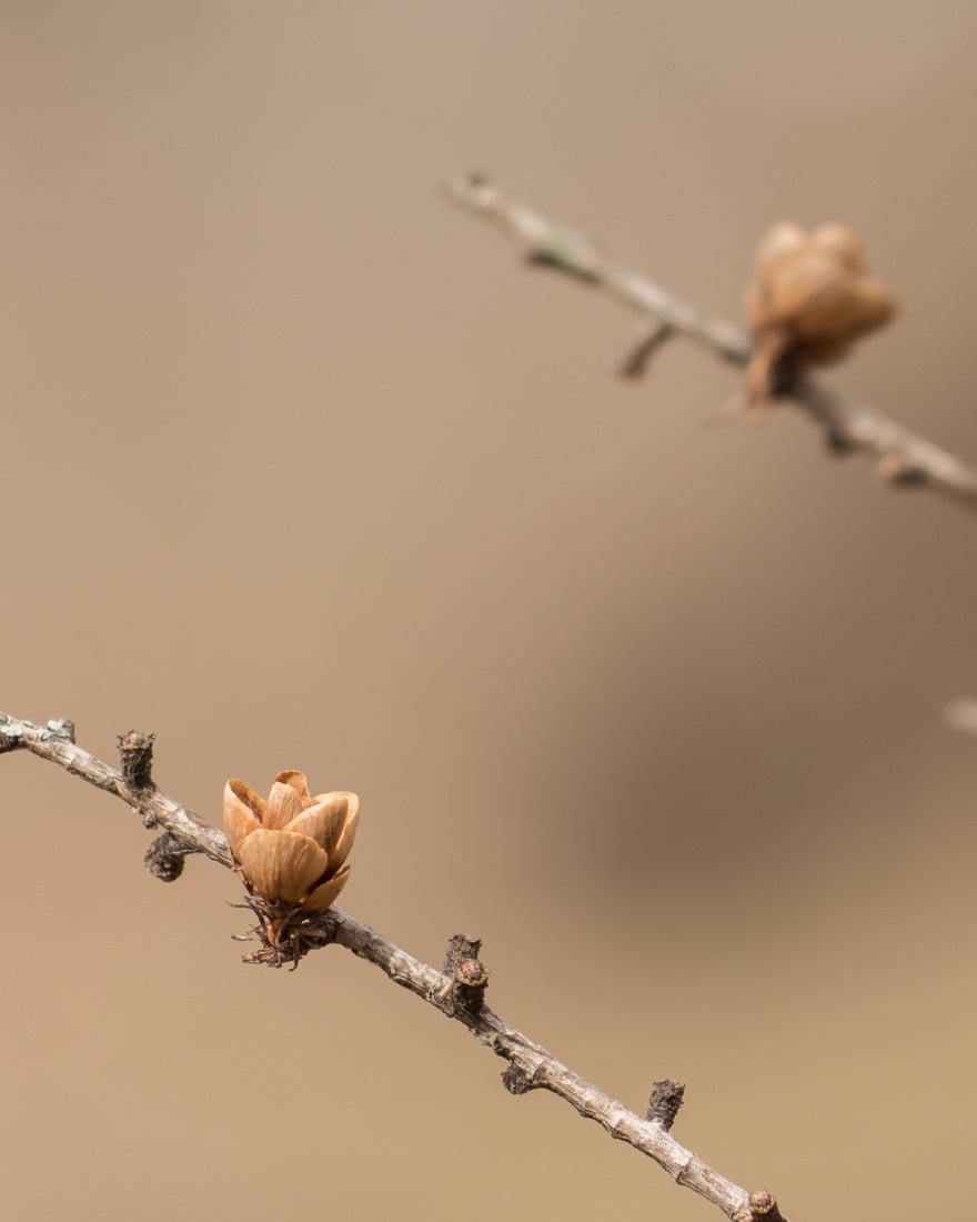 Tamarack cones(© Lillian Natalizio)