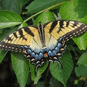 Eastern tiger swallowtail(© Vicki DeLoach)