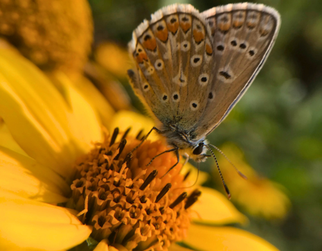butterfly on smooth ox-eye