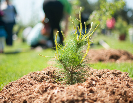 © Michael Tanaglia 2015 / LEAF newly planted tree at a LEAF planting event