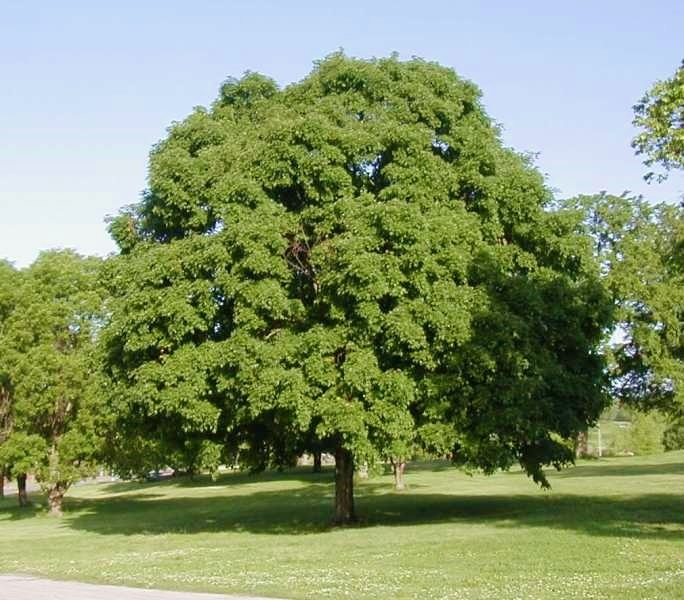 ©2003 Missouri Botanical Gardens(©2003 Missouri Botanical Gardens)