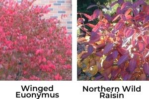 Winged euonymus vs northern wild raisin(© 2010 Matt Lavin & 2009 George Chamuris)