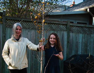 New tree in Toronto