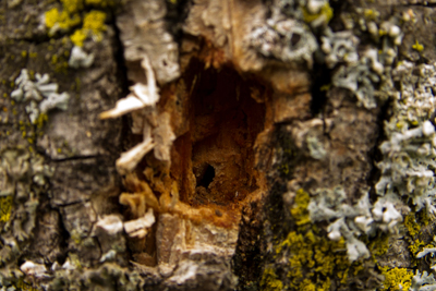 D-shaped exit hole