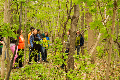 York Region's urban forest