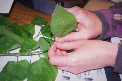 Identifying common species in Toronto's urban forest