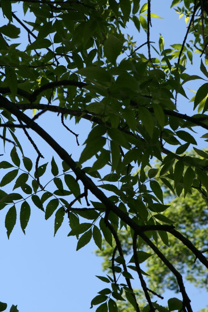 Ash Tree